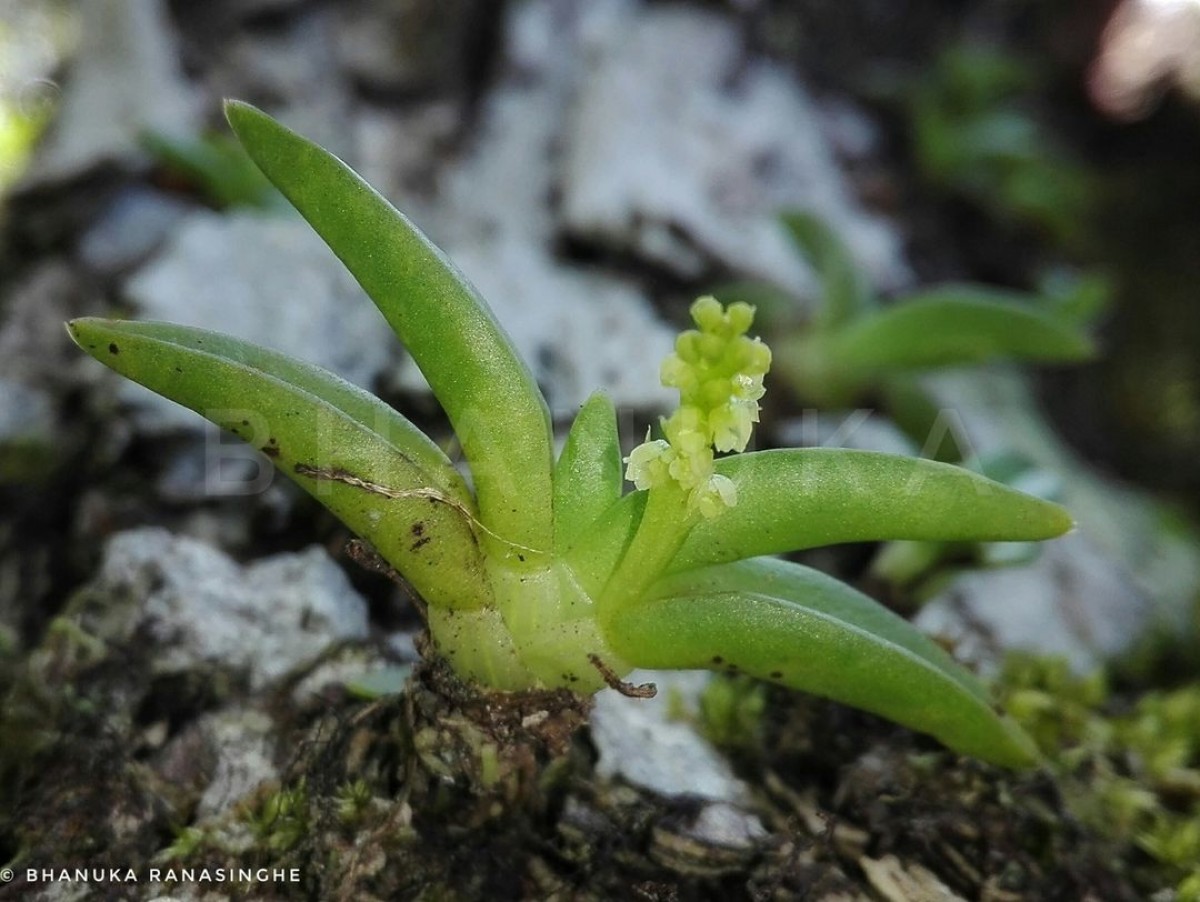 Phreatia jayaweerae Ormerod